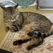 ネコまっしぐらの画像