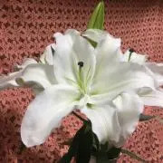たぬきの画像