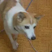 みやの画像