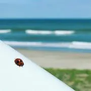 パイナップルリリーの画像
