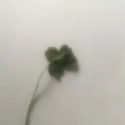 ねるねね