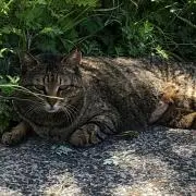 ハナコ