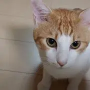 りきてつくう