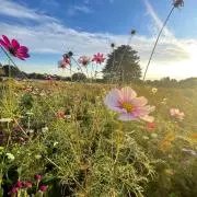 エイミーイストワール 水着 カッティングドレープワンピース MIXBROWN S エイミーイストワール 水着 カッティングドレープワンピース