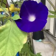 りくの画像
