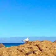 Dozoyoroの画像