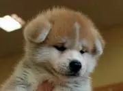 コタローの画像