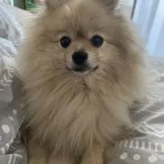 キー子