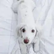 SOUの画像