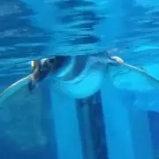 miiの画像
