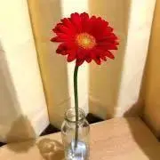 ココロの画像