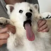 かもめの画像