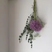 ancoonの画像
