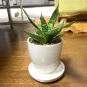 レモミカンの画像