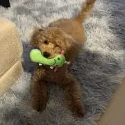 ソルト&ペッパーの画像