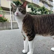 YHの画像