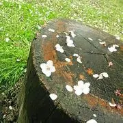 らんの画像