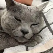 kyayo