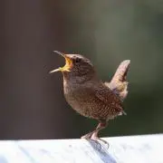 みそさざいの画像