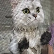 あきの画像