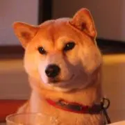 さくらの画像