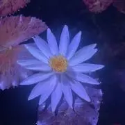 プルメリア1988の画像