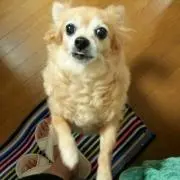 チロ