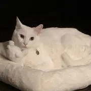 アンナ♡の画像