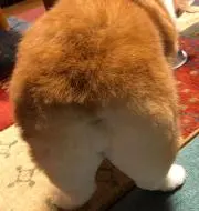 ちぇすの画像