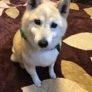 ひこにゃ