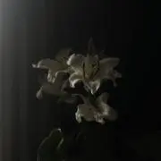 モヘンジョダロ