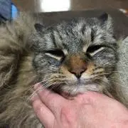 micomicoの画像