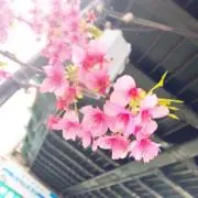 京急種別、編成両数札(乗務員時代に使用)お値下げしてます - メルカリ