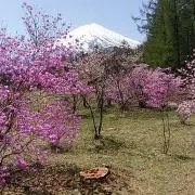 エプロンママの画像