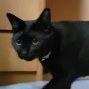くろ太郎ちゃん（にゃー）の画像