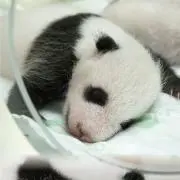 パンダくんの画像