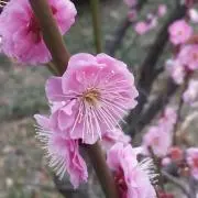 Bibiの画像