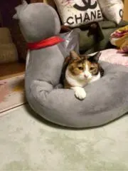 かこっちの画像