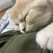 りゅうの画像