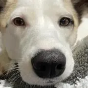 ka ha paの画像