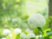 Annabelle hydrangeaの画像