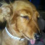 ふるも