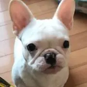 Vivianの画像