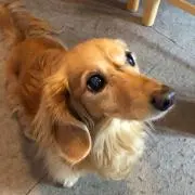 はーちゃんの画像