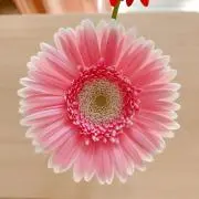Kokoの画像