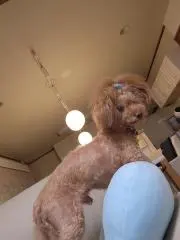 チャッピーの画像