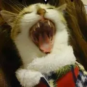 遠い近い