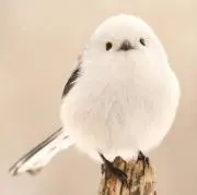 大福の画像