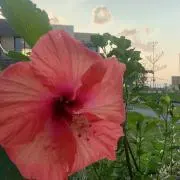 いずみの画像