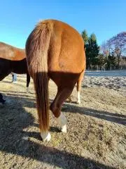 お馬のしっぽの画像